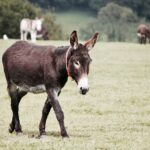 vivi come credi - Charlie Chaplin